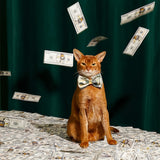 Dollar Tie Collar