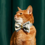 Dollar Tie Collar