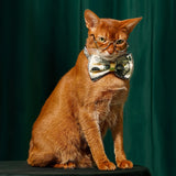 Dollar Tie Collar