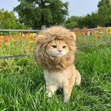Lion Mane