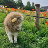 Lion Mane