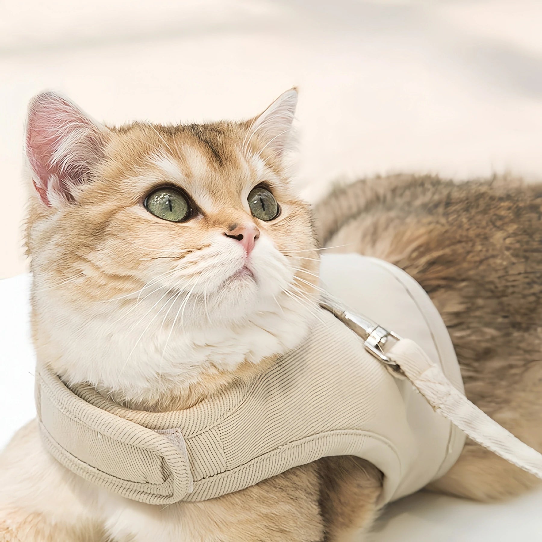 Cat Harness Main image