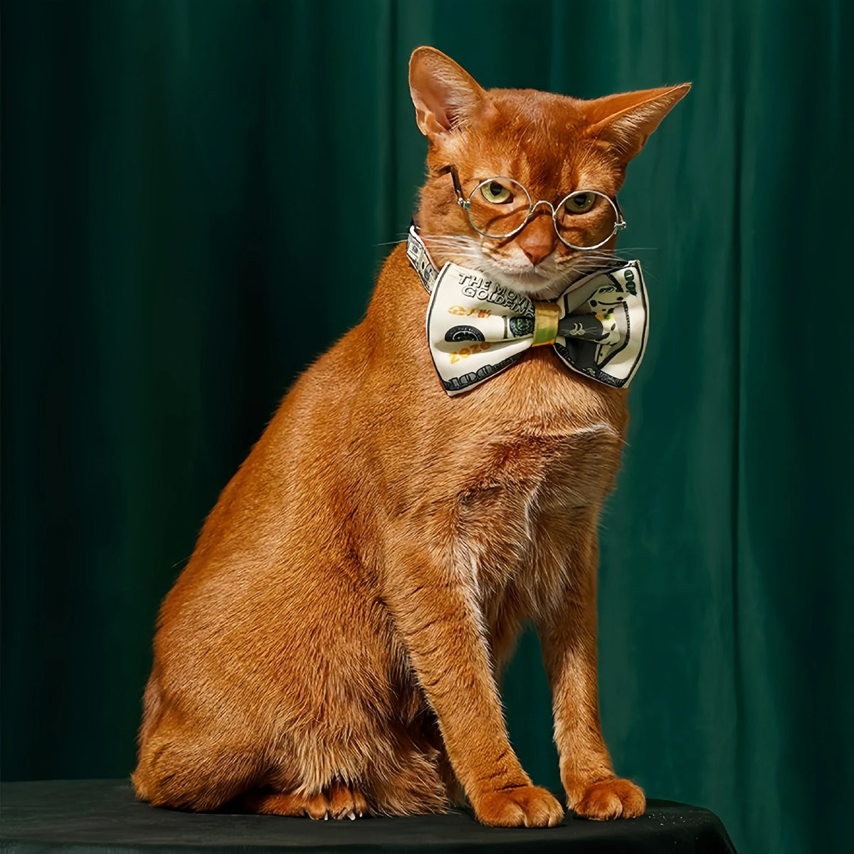 Dollar Tie Collar