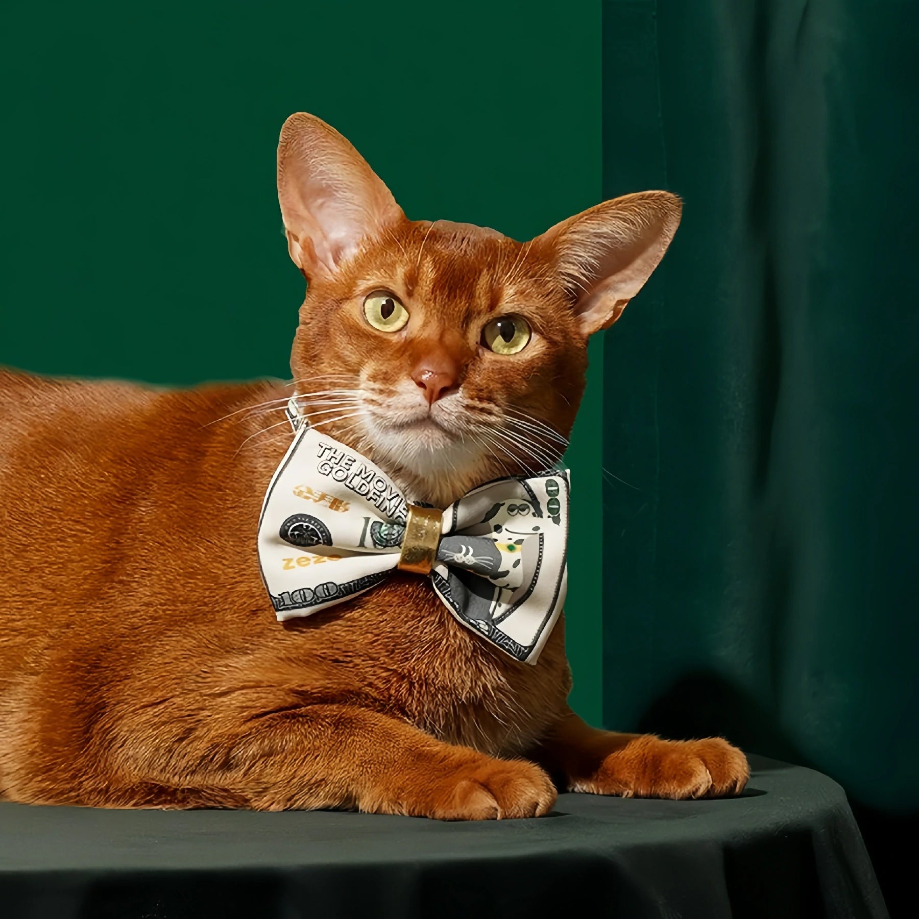 Dollar Tie Collar