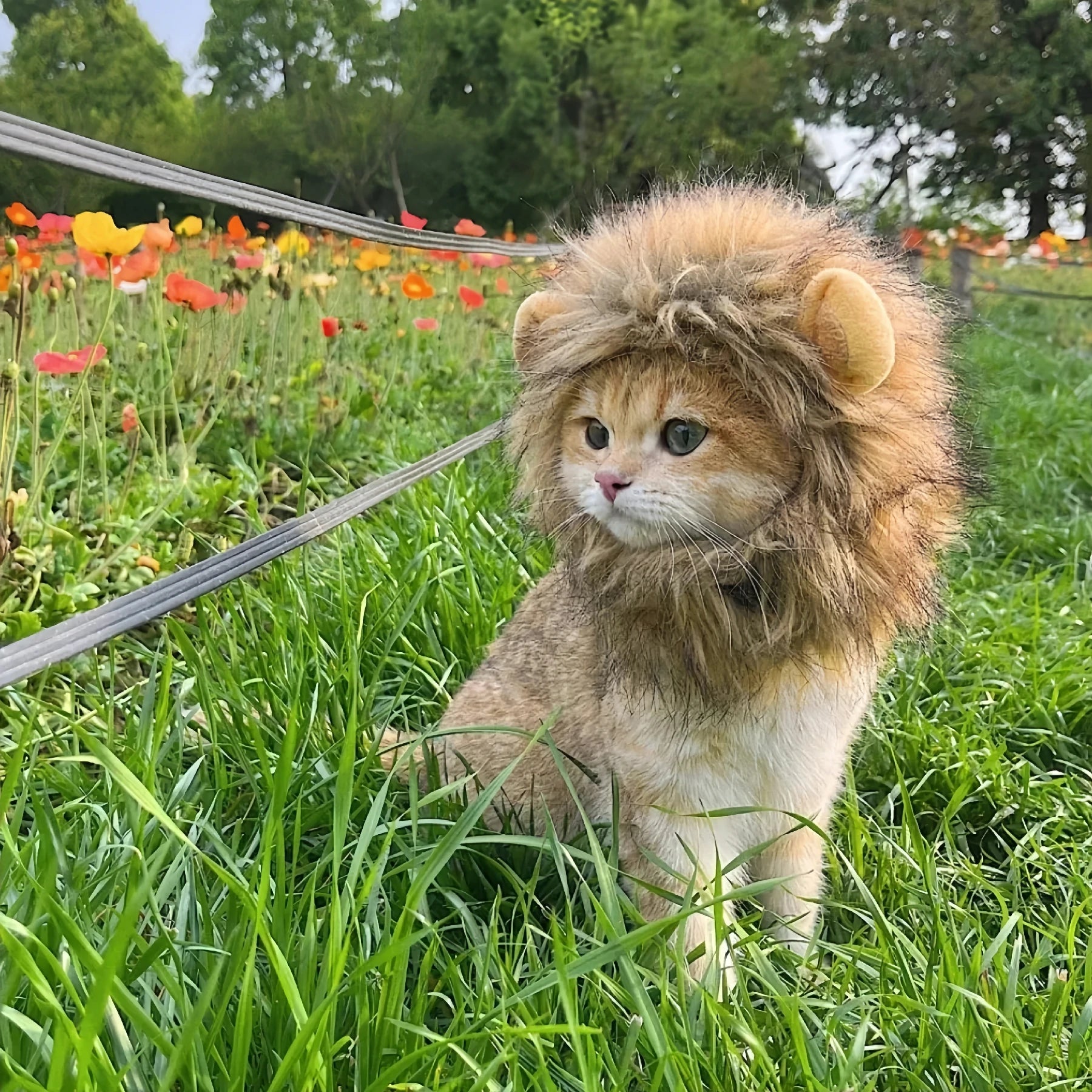 Lion Mane