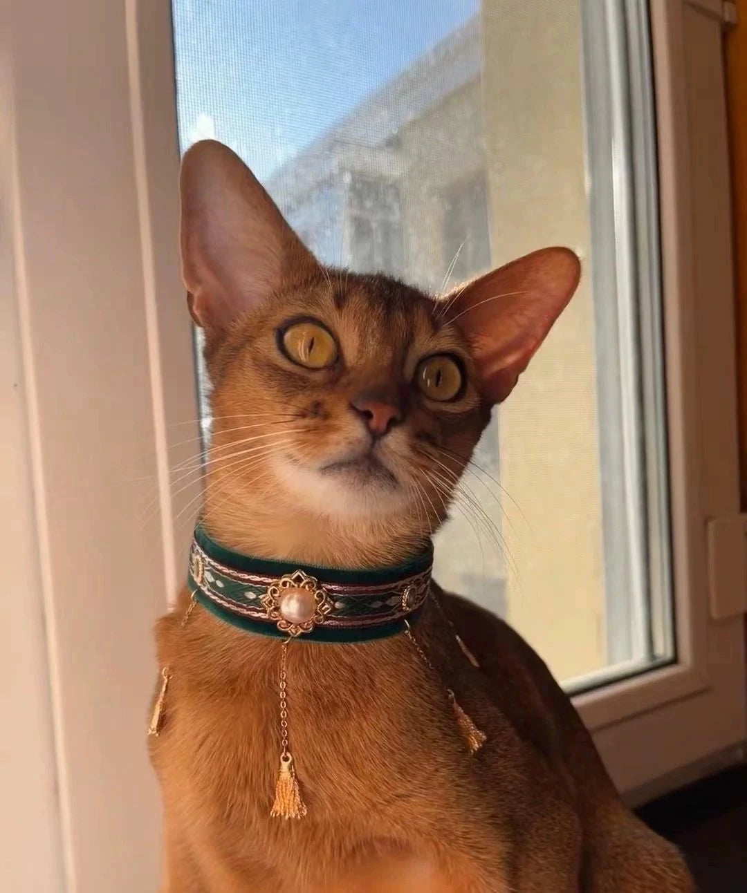 Collar