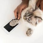 Creating a lasting memory is simple. This close-up shows the easy process of making a mess-free paw print keepsake with your beloved cat, perfect for ensuring no regrets