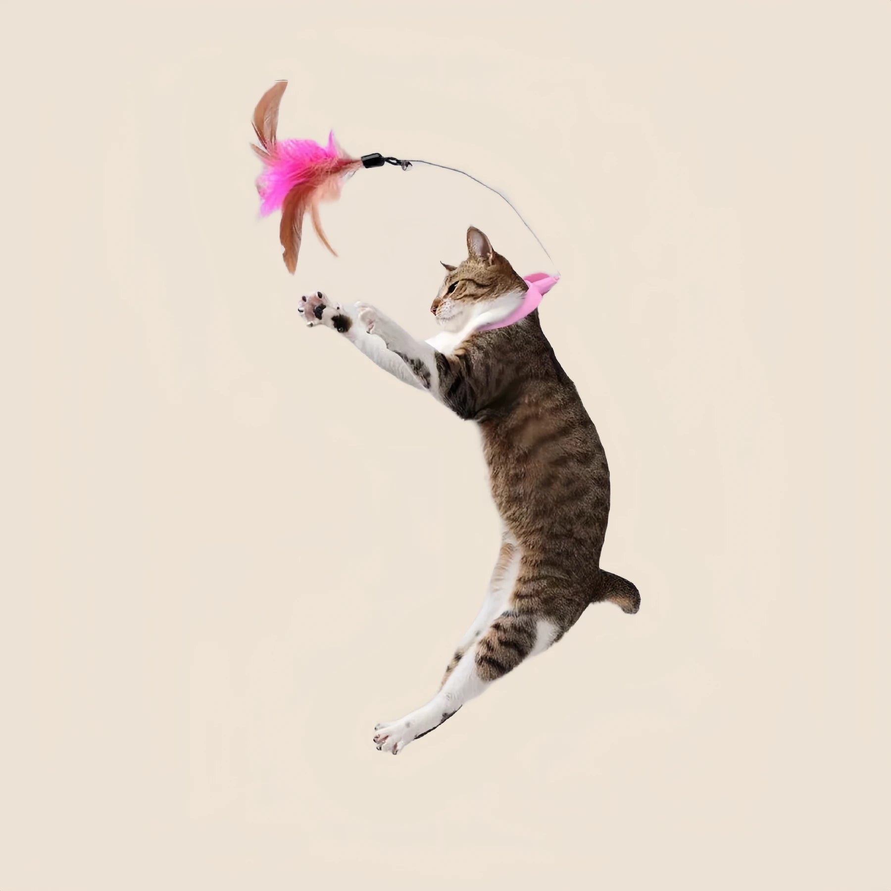 Cat Collar Toy